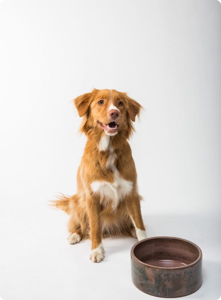 a dog and his empty food bowl